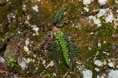 Polystichum acanthophyllum