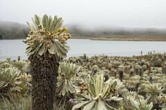 Espeletia pycnophylla