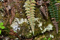 Polystichum acanthophyllum