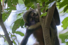 Cercopithecus erythrogaster erythrogaster