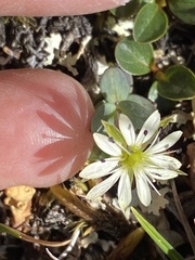 Stellaria alaskana