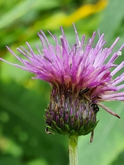 Cirsium helenioides