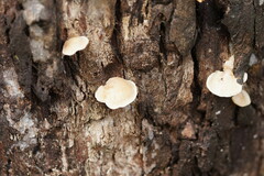 Clitocybe semiocculta