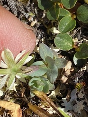 Stellaria alaskana