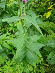 Cirsium helenioides
