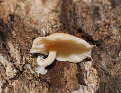 Clitocybe semiocculta