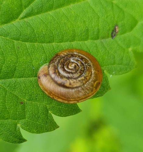 Lindholmomneme nordenskioldi · iNaturalist