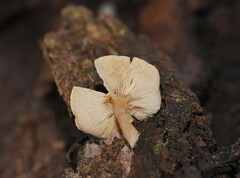 Clitocybe semiocculta