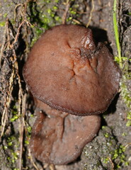 Peziza thozetii