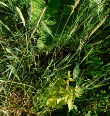 Elymus repens