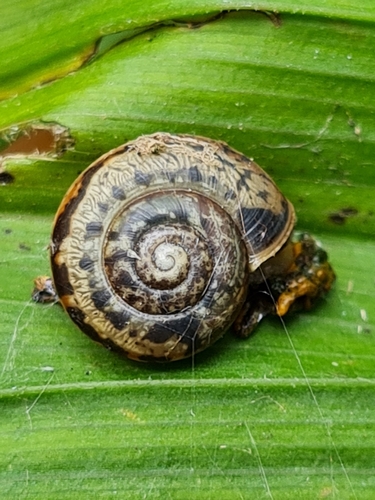 Fruticicola transbaicalia