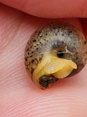 Fruticicola transbaicalia