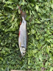 Leptobarbus hoevenii