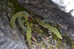 Polystichum glaciale