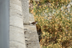 Passer domesticus