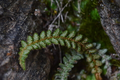 Polystichum glaciale