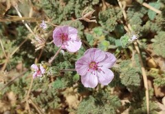 Erodium saxatile