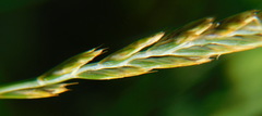 Elymus repens