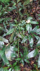 Scleria secans