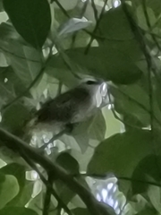 Pycnonotus goiavier