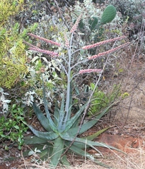 Aloe globuligemma