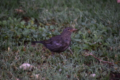Turdus merula