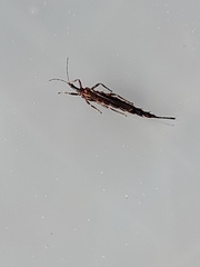 Idolothrips spectrum