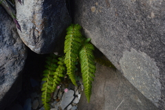 Polystichum sinense