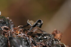 Banksiamyces macrocarpus