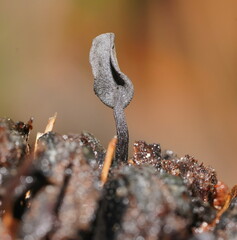 Banksiamyces macrocarpus