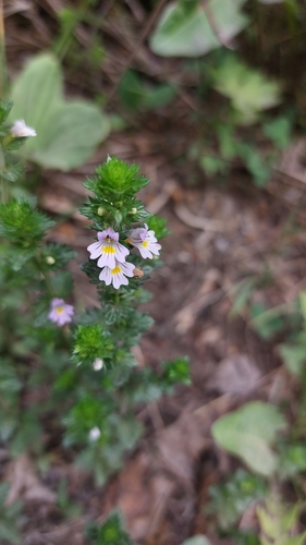 Image of Euphrasia maximowiczii by (c) Lena Perova, some rights reserved (CC BY)