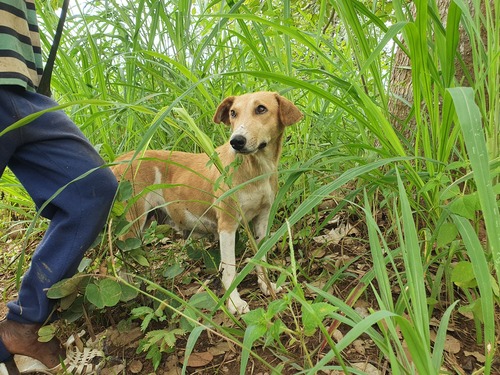 Domestic Dog