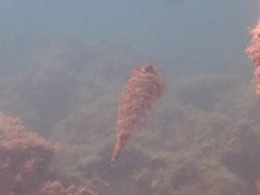 Sphoeroides lobatus