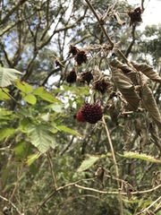 Rubus hawaiensis