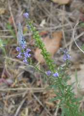 Anarrhinum bellidifolium