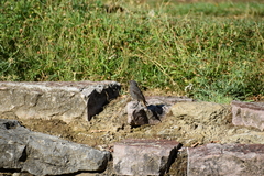 Phoenicurus ochruros