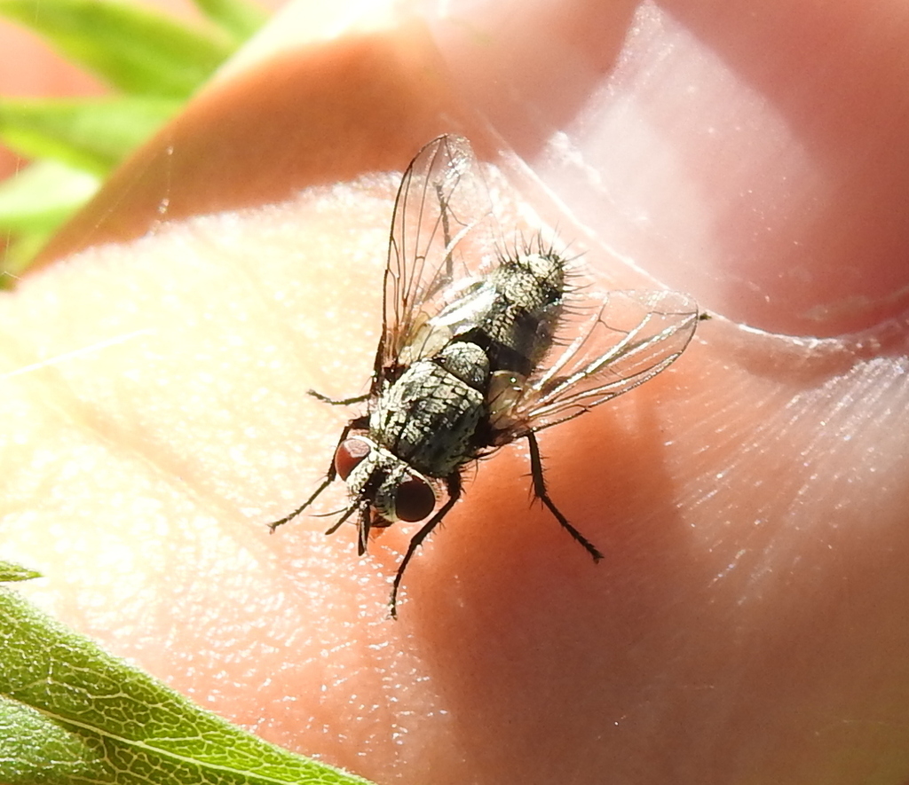 Ligeriella