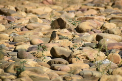 Phoenicurus ochruros