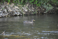 Anas platyrhynchos platyrhynchos