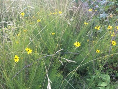 Coreopsis pulchra