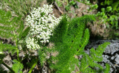 Meum athamanticum