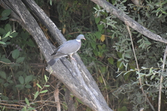 Columba palumbus