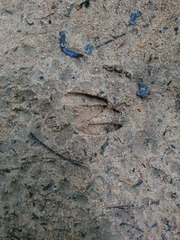 Tragelaphus scriptus