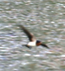 Hirundo rustica