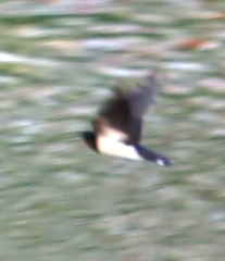 Hirundo rustica