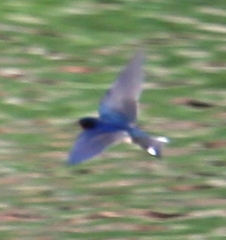 Hirundo rustica