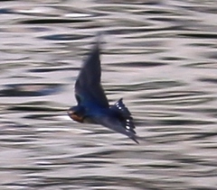 Hirundo rustica