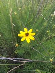 Coreopsis pulchra