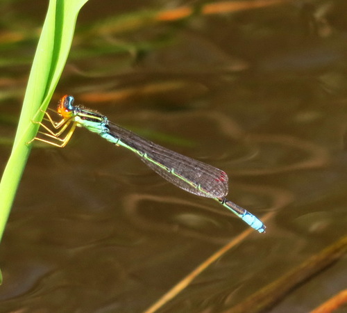 Rainbow Bluet photographed in South Dakota