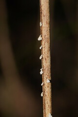 Panellus minimus